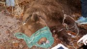 orso bruno tarvisio