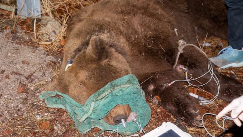 orso bruno tarvisio